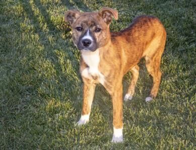 Pet of the week: Gouda